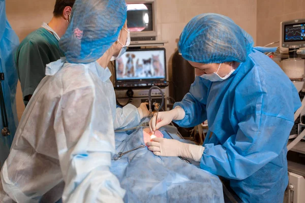 veterinarian or doctors doing surgery in the clinic. medicine, pet, animals, health care and people concept