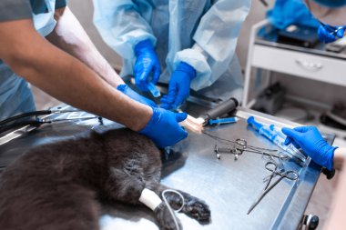 kedi ameliyat masasında genel anestezi altında. Evde beslenen hayvan cerrahi
