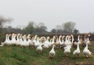 Beyaz kaz sürüsü yürümek çayır taze yeşil çim ve sürülmüş arazi ile köyde bahar