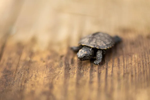 Una pequeña tortuga recién nacida arrastrándose sobre una tabla de madera — Foto de Stock