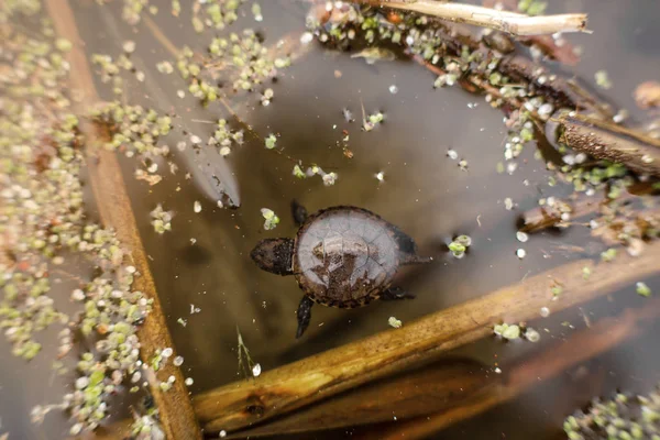 Pequeña tortuga recién nacida nada en el lago — Foto de Stock