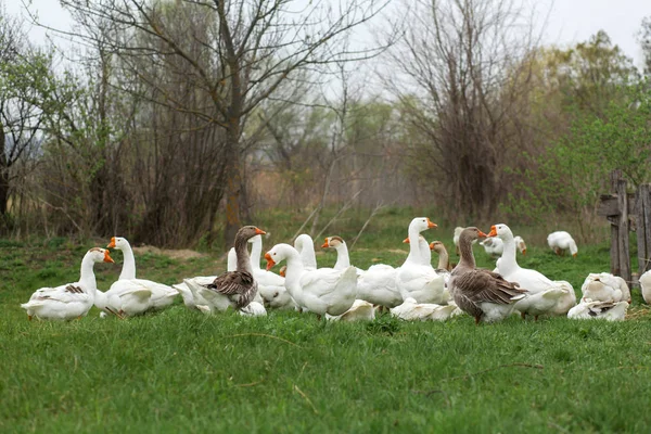 Un troupeau d'oies blanches marche au printemps dans le village sur la pelouse avec de l'herbe verte fraîche — Photo