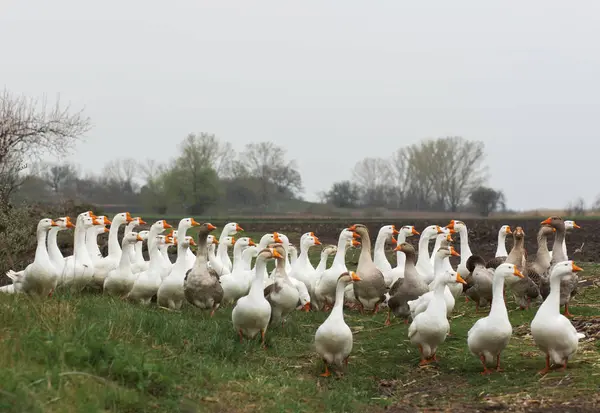 Beyaz kaz sürüsü yürümek çayır taze yeşil çim ve sürülmüş arazi ile köyde bahar