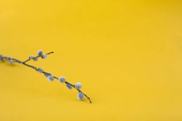 Willow branches with fluffy gray buds on yellow  background. Easter concept — Stock Photo, Image