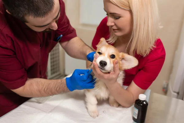 Veterinary doctors exam little corgi dog in manipulation room of — Stock Photo, Image