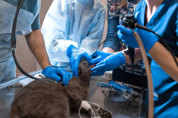 Equipe de cirurgiões de animais de estimação fazer operação difícil. Gato sob anestesia geral na mesa de operação — Fotografia de Stock