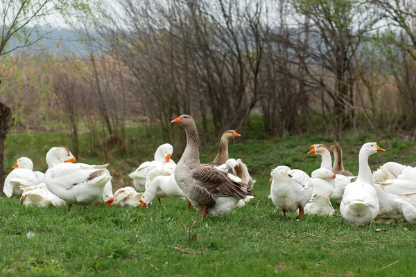 Un troupeau d'oies blanches marche au printemps dans le village sur la — Photo
