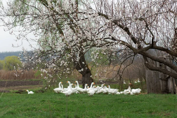 Un troupeau d'oies blanches marche au printemps dans le village sur la — Photo