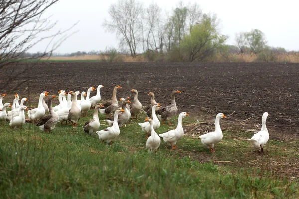 Un rebaño de gansos blancos caminar en la primavera en el pueblo en el — Foto de Stock