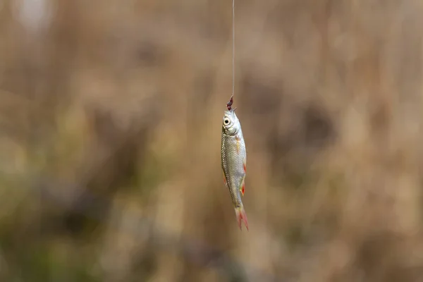 Fiskaren fångade en liten fisk på kroken med en mask — Stockfoto