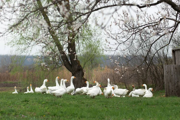 Gęsi są spacery na wiosnę w wiosce na trawniku z — Zdjęcie stockowe