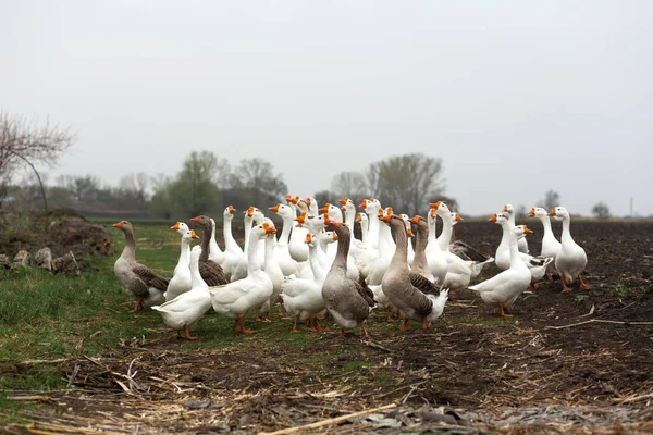 Un troupeau d'oies blanches marche au printemps dans le village dans le — Photo