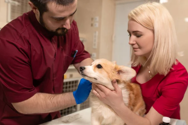 Médecins vétérinaires examen petit chien corgi dans la salle de manipulation de — Photo