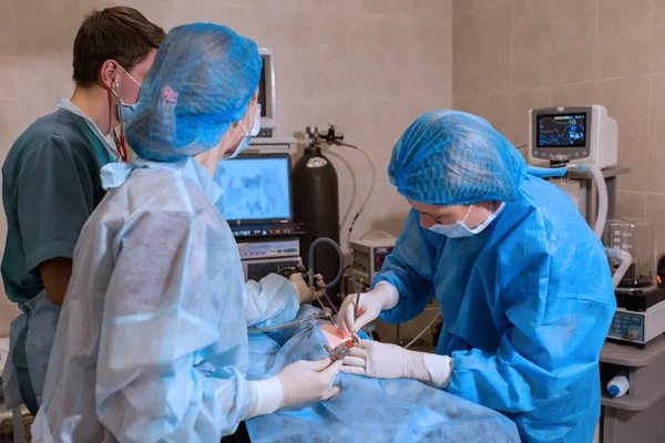 Tierarzt, der die Operation zur Sterilisation durchführt. die Katze am Operateur — Stockfoto