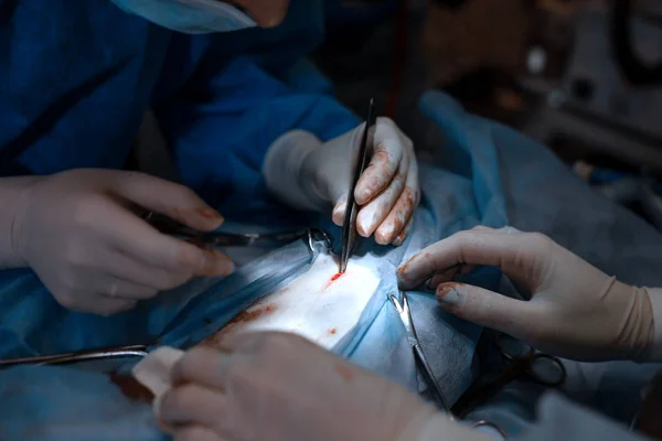 Closeup surgeon hands in bit bloody white gloves make operation — Stock Photo, Image