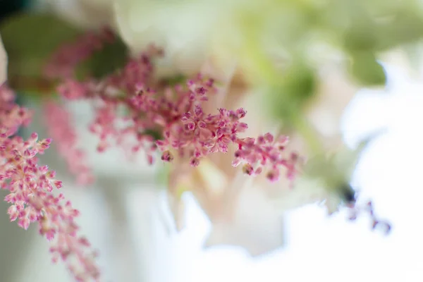 close up astilbe fresh flowers with blurred background. Event decoration with fresh flowers