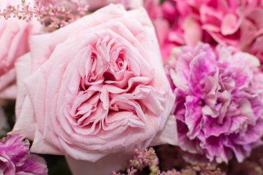 Makro taze pembe gül çiçeği. Düğün çiçeği süslemesi.