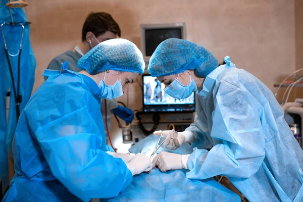 Veterinarian or doctors team doing surgery in the clinic. medicine, pet, animals, health care and people concept — Stock Photo, Image