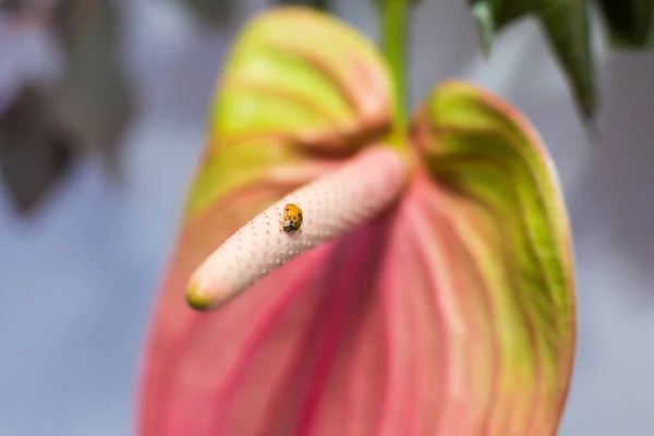 Closeup ladybug crawling on fresh anthurium flower with blurred background. Event decoration with fresh flowers — Stock Photo, Image