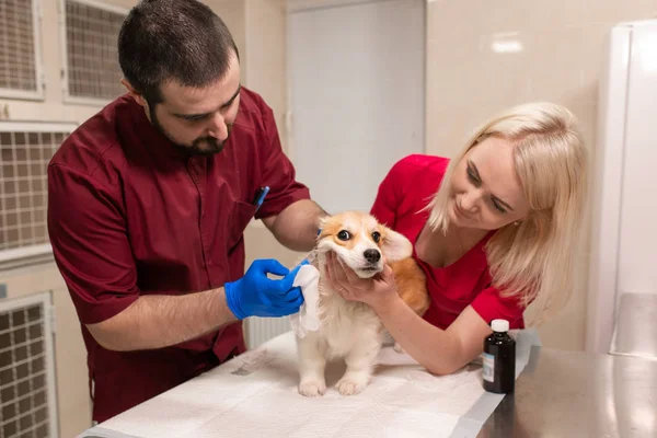 Veterinary doctors exam little corgi dog in manipulation room of — Stock Photo, Image