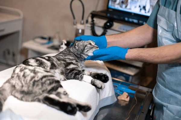 L'anestesista prepara un gatto per chirurgia. Chirurgia degli animali. Pet su — Foto Stock