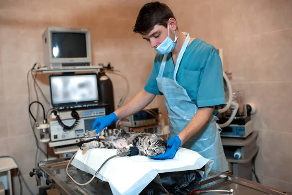 O anestesiologista prepara um gato para a cirurgia. Cirurgia animal de estimação — Fotografia de Stock