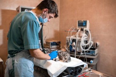 anestezi uzmanı bir kedi ameliyat için hazırlar. Eğer kontrol anesthesi