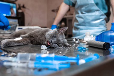 kedi ameliyat masasında genel anestezi altında. Evde beslenen hayvan cerrahi