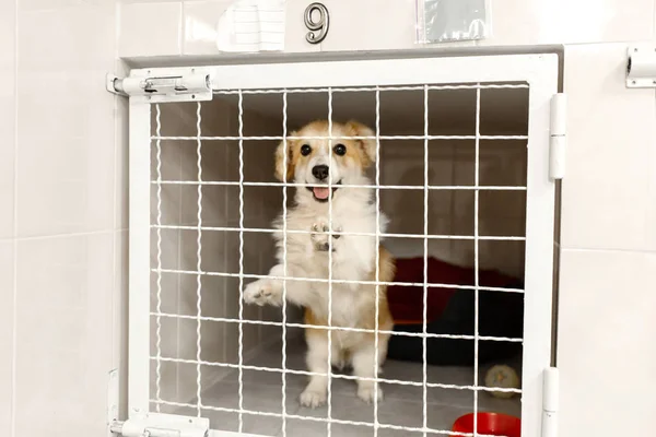 Corgi dog behind gate in pet shelter