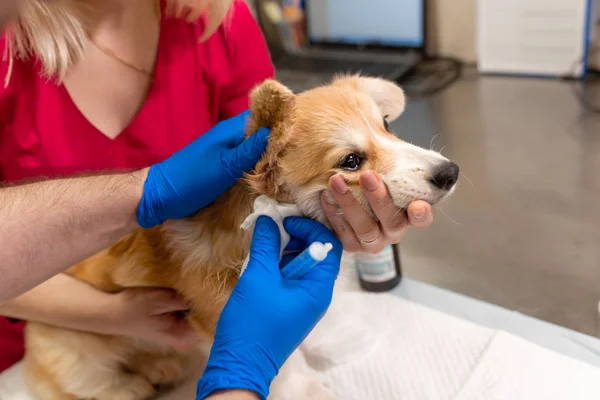 Veteriner Doktor sınav küçük corgi köpek manipülasyon odası — Stok fotoğraf