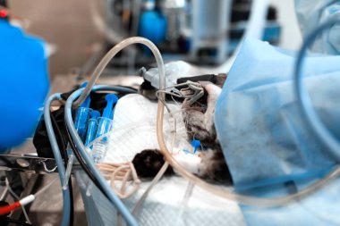 kedi için hazırlanan ameliyat masasında genel anestezi altında 