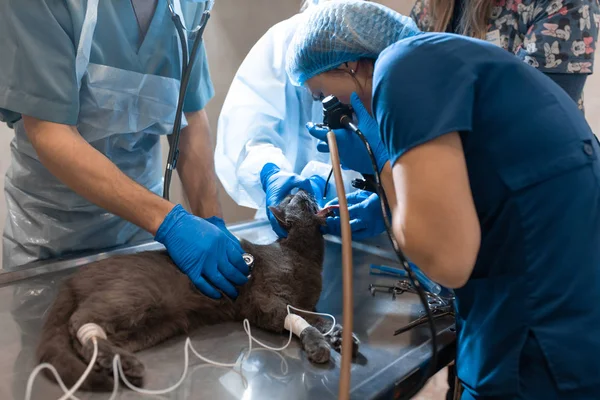 Equipe de cirurgiões de animais de estimação fazer operação difícil. Gato sob anestesia geral na mesa de operação — Fotografia de Stock