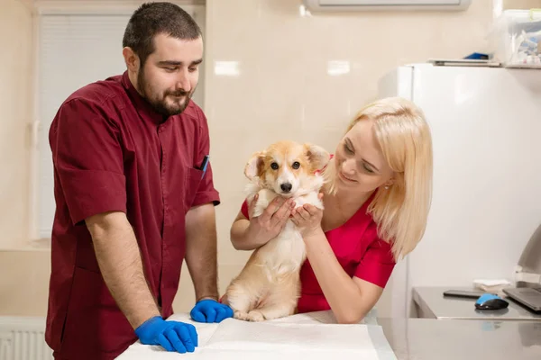 Állat-egészségügyi orvosok vizsga kis corgi kutya kisállat Klinika manipuláció helyiségben. Kisállat Egészséggondozás — Stock Fotó