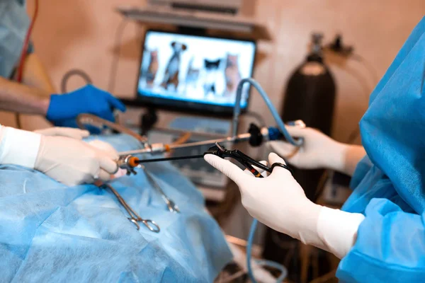 Veterinario che effettua l'operazione di sterilizzazione. Il gatto sul tavolo operatorio in una clinica veterinaria. Gatto in chirurgia veterinaria, l'utero e le ovaie di un gatto durante l'intervento chirurgico — Foto Stock