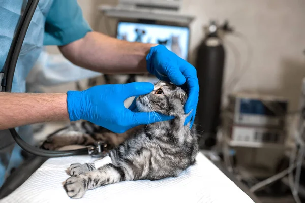 L'anestesista prepara un gatto per chirurgia. Controlla se l'anestesia ha funzionato. Chirurgia degli animali. Chirurgia animale — Foto Stock