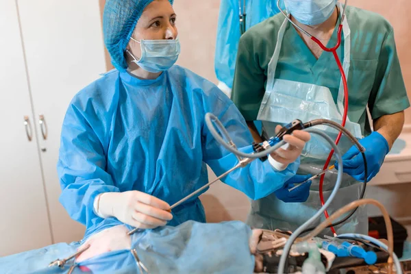 Ветеринар виконує операцію по стерилізації. Кіт на опері — стокове фото