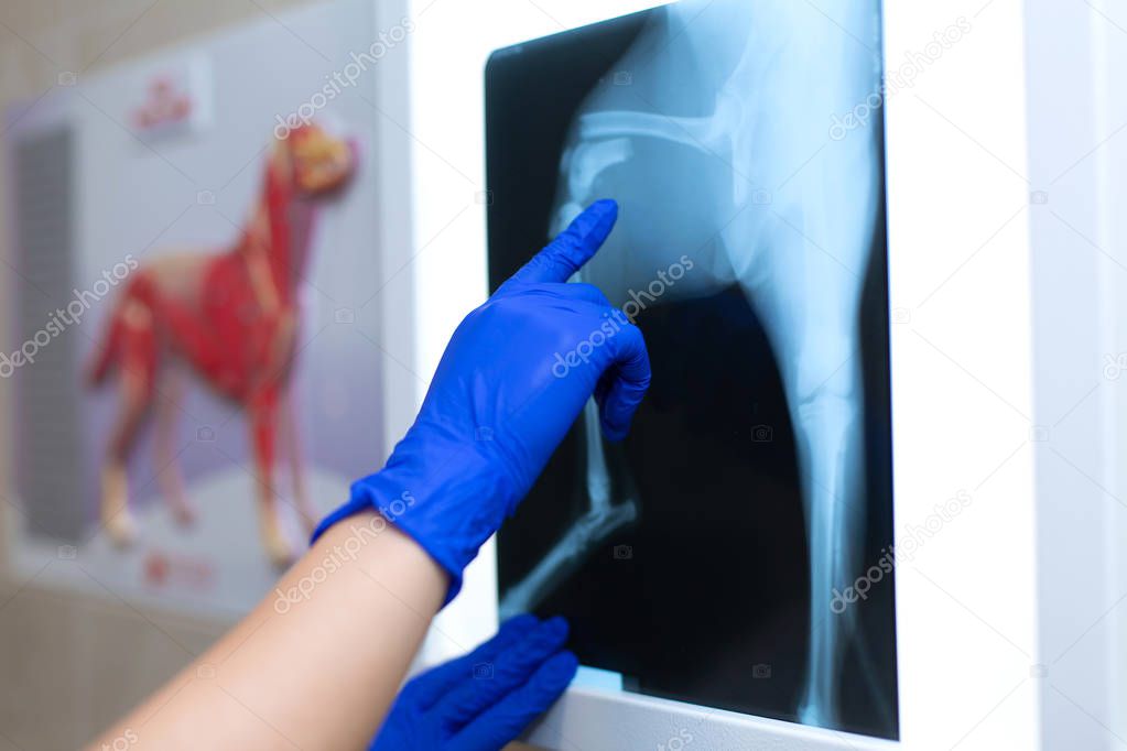 A professional doctor radiologist with gloves is looking at an X