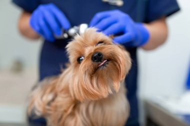 Otoskop ile Veteriner doktor muayene köpek yorkshire terrier. Evcil hayvan medicin