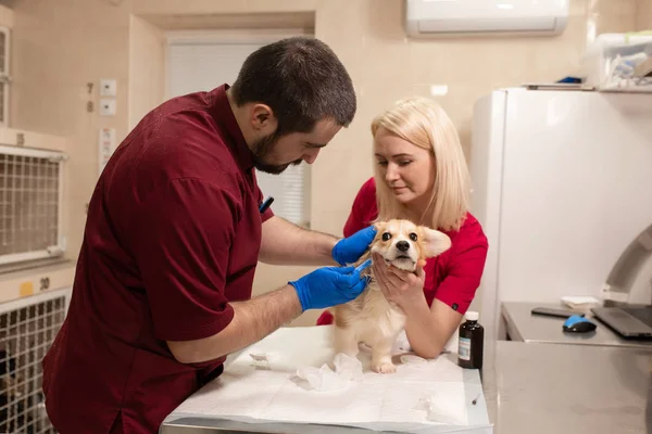 Veterinaire artsen examen corgi hondje in manipulatie kamer van — Stockfoto