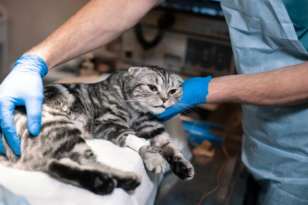 Anestezi uzmanı bir kedi ameliyat için hazırlar. Evde beslenen hayvan ameliyat. Evde beslenen hayvan su — Stok fotoğraf