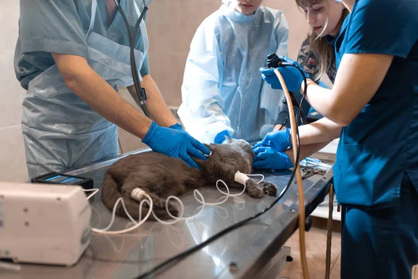 Gato sob anestesia geral na mesa de operação. Cirurgia animal de estimação — Fotografia de Stock