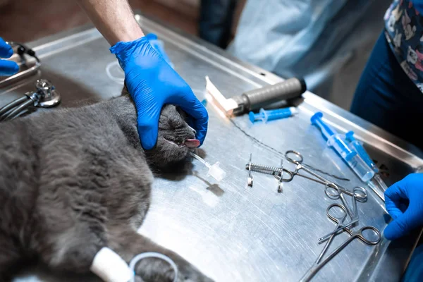 Kedi ameliyat masasında genel anestezi altında. Evde beslenen hayvan cerrahi — Stok fotoğraf