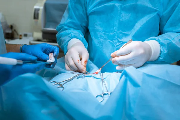 A surgeon veterinarian operates a dog in the operating room with — Stock Photo, Image