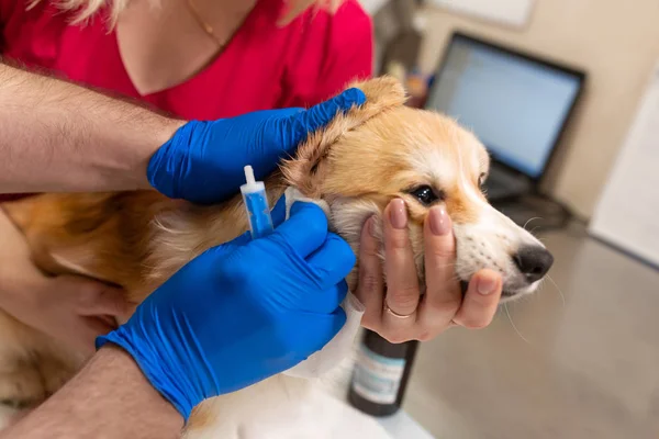 Veteriner Doktor sınav küçük corgi köpek manipülasyon odası — Stok fotoğraf