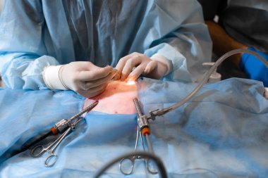 Sterilizasyon için işlem yapmadan veteriner. Operat kedi
