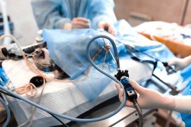 veteriner veya klinikte ameliyatı doktorlar. Tıp, evde beslenen hayvan, hayvanlar, sağlık ve insan kavramı