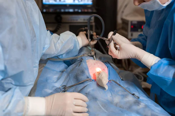 Sterilizasyon için işlem yapmadan veteriner. Operat kedi — Stok fotoğraf