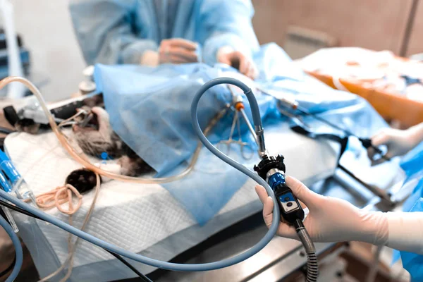 veteriner veya klinikte ameliyatı doktorlar. Tıp, evde beslenen hayvan, hayvanlar, sağlık ve insan kavramı