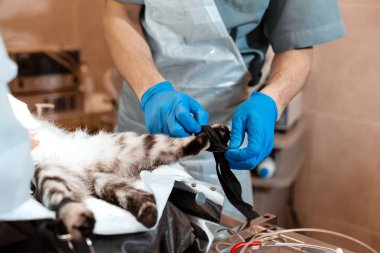 kedi için hazırlanan ameliyat masasında genel anestezi altında 