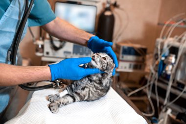 anestezi uzmanı bir kedi ameliyat için hazırlar. Eğer kontrol anesthesi